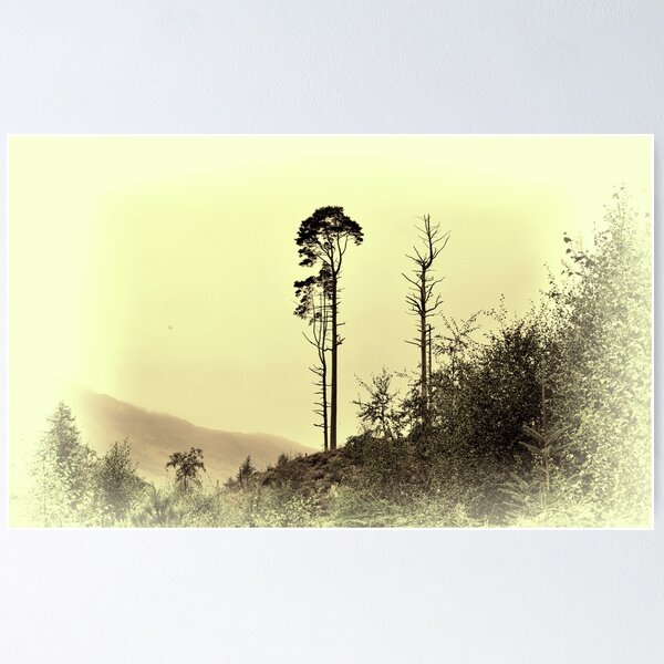 Tall Pine 2 Poster