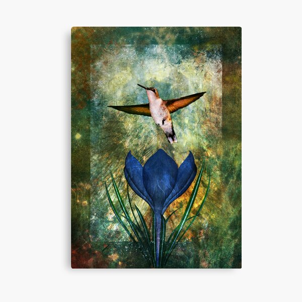 Hummingbird and Crocus Canvas Print