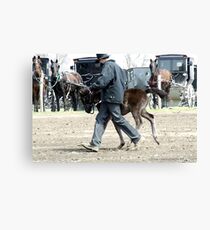 Amish Boy with Foal Canvas Print