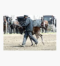 Amish Boy with Foal Photographic Print