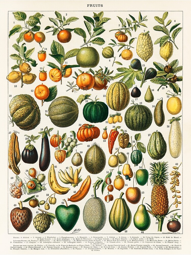 Assorted fruits, Fruit Vegetable Drawing Illustration, Cartoon fruits and  vegetables Photographic Print for Sale by BlackDiamond96