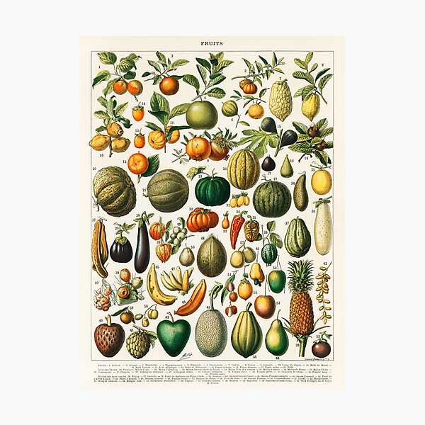 Assorted fruits, Fruit Vegetable Drawing Illustration, Cartoon fruits and  vegetables Photographic Print for Sale by BlackDiamond96