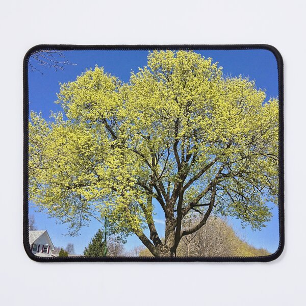 Item preview, Spring in Old Norwood Park designed and sold by mamamur.