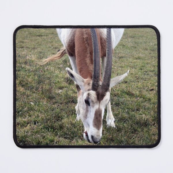 Item preview, Scimitar horned oryx designed and sold by Asrais.