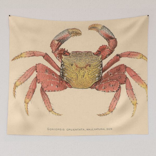 Item preview, Vintage Mangrove Root Crab Illustration (1902) designed and sold by BravuraMedia.