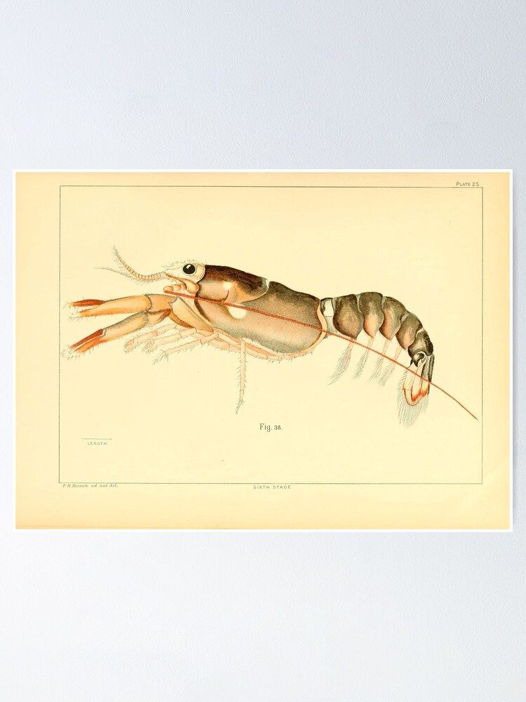 Vintage Baby Lobster Illustration 15 Poster By Bravuramedia Redbubble