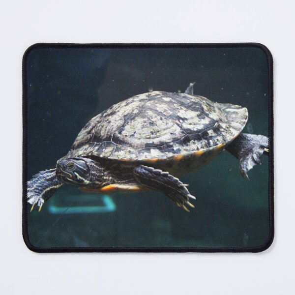 Item preview, Turtle designed and sold by Asrais.