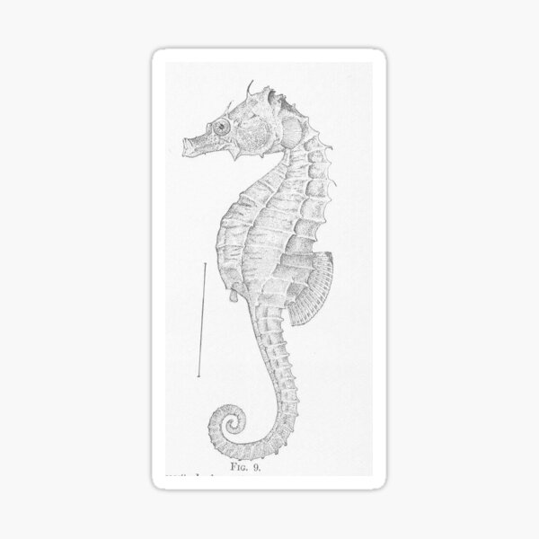 Artikel-Vorschau von Vintage Seahorse Illustration (1907), designt und verkauft von BravuraMedia.