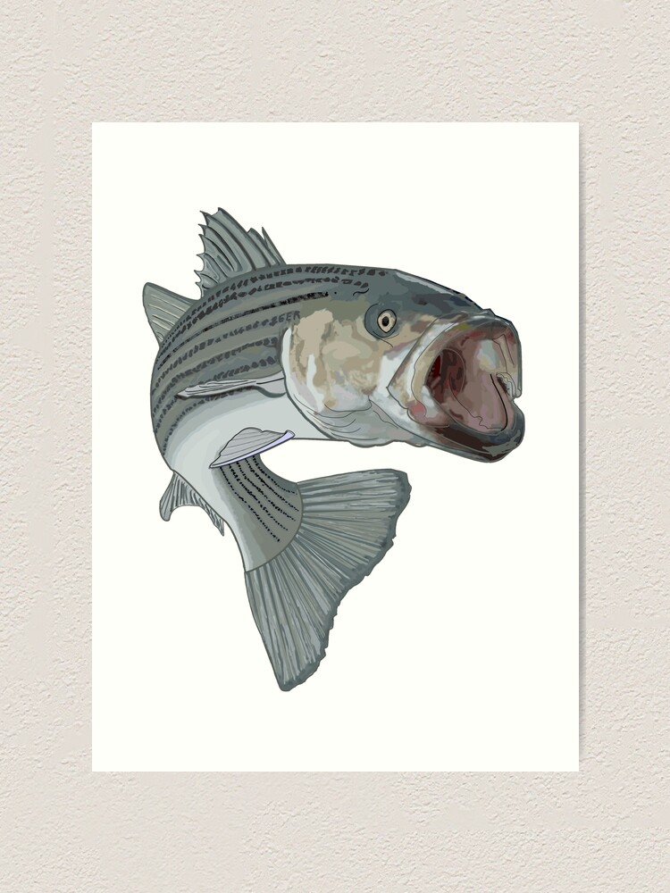 striped bass fishing Art Print for Sale by hookink