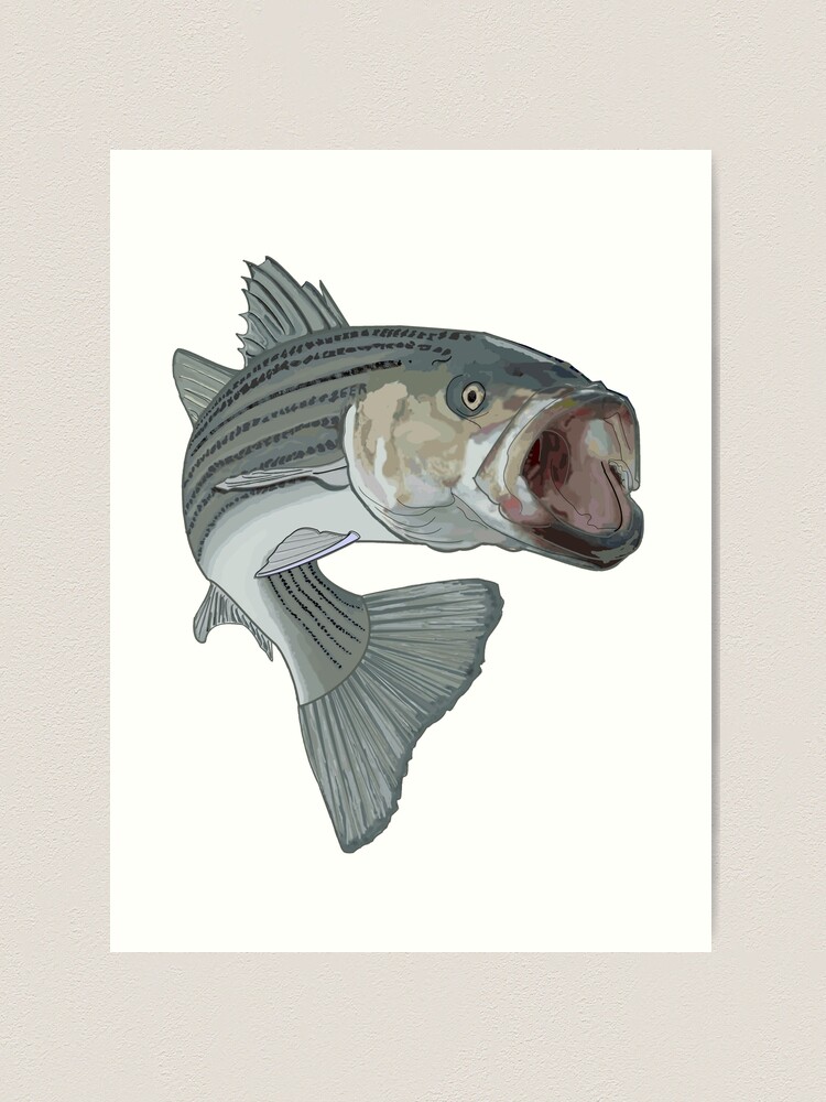 Striped Bass Fishing Art Prints Recessed Framed Print