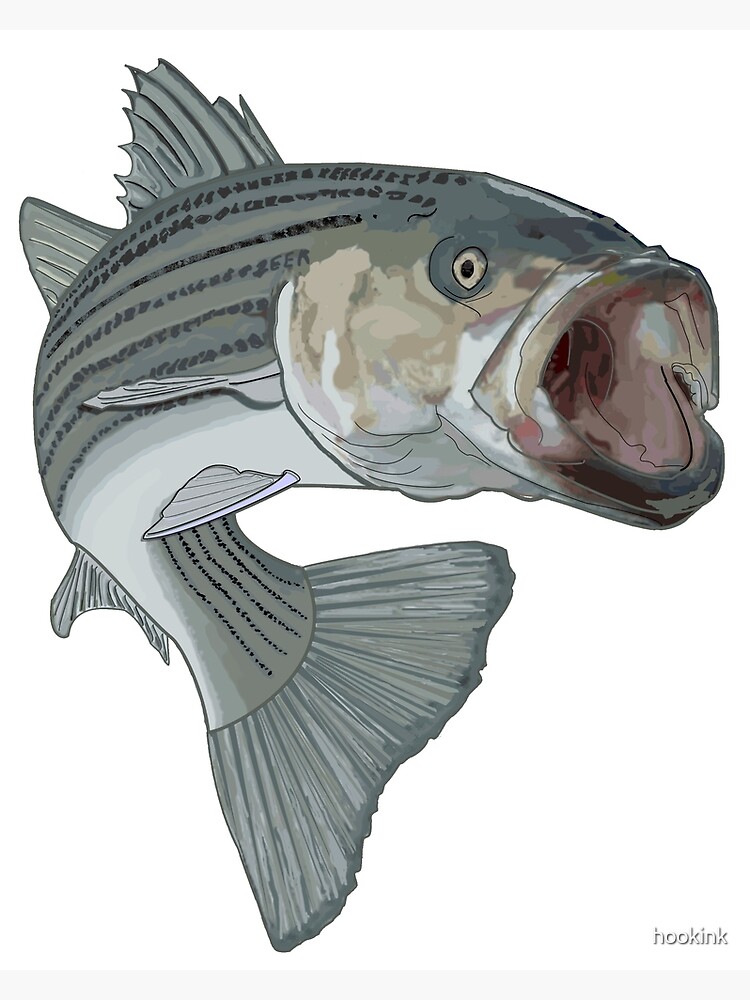 striped bass fishing Poster for Sale by hookink