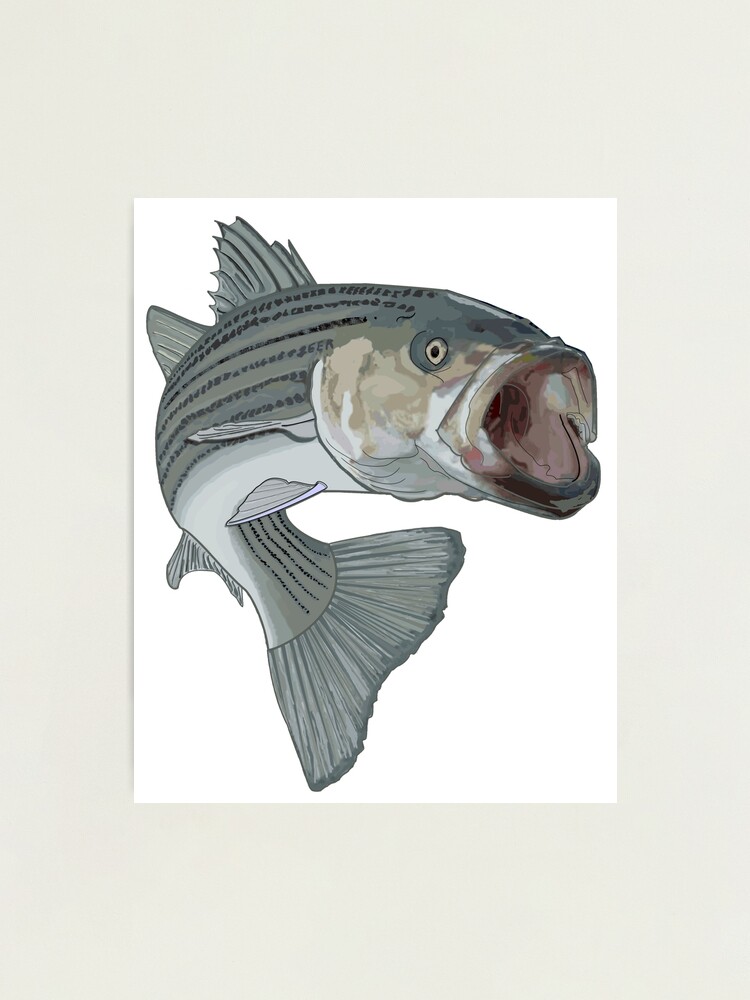 110+ Striped Bass Sea Bass Fishing Hook Fish Stock Photos, Pictures &  Royalty-Free Images - iStock