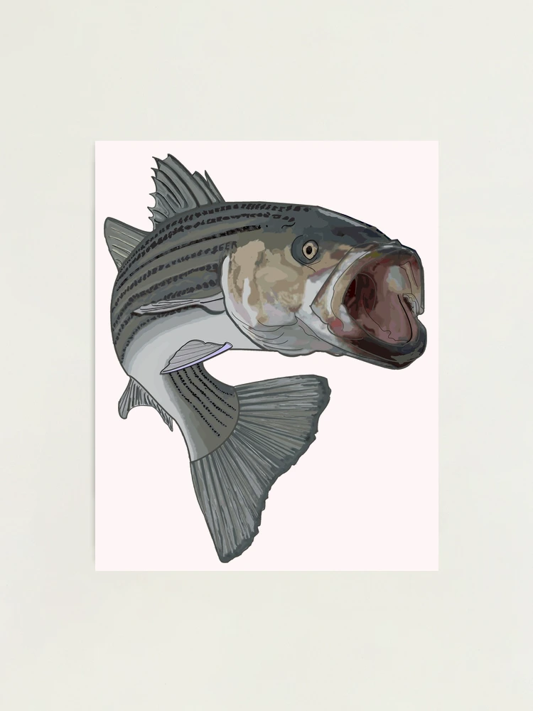 Striper, Striped Bass Collection of Fishing Hats, Decals & Fishing
