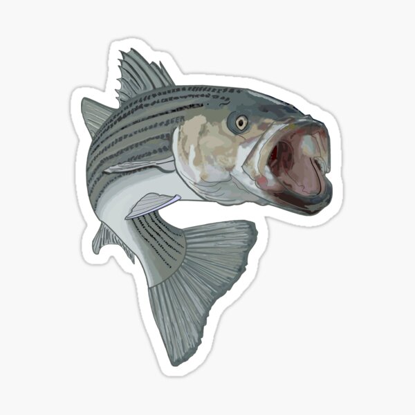 Free: Striped bass Fly fishing Decal - fishing 