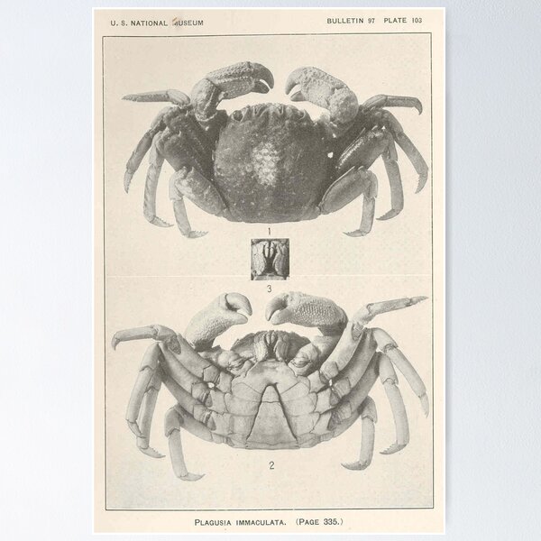 Item preview, Vintage Crab Anatomy Photograph (1918)  designed and sold by BravuraMedia.