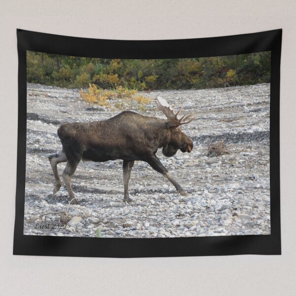 Item preview, Bull Moose in river bed designed and sold by sharkbait83.