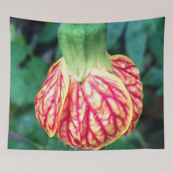 Item preview, Hanging Tender Christmas Bud of the Flowering Maple designed and sold by Photomersion.