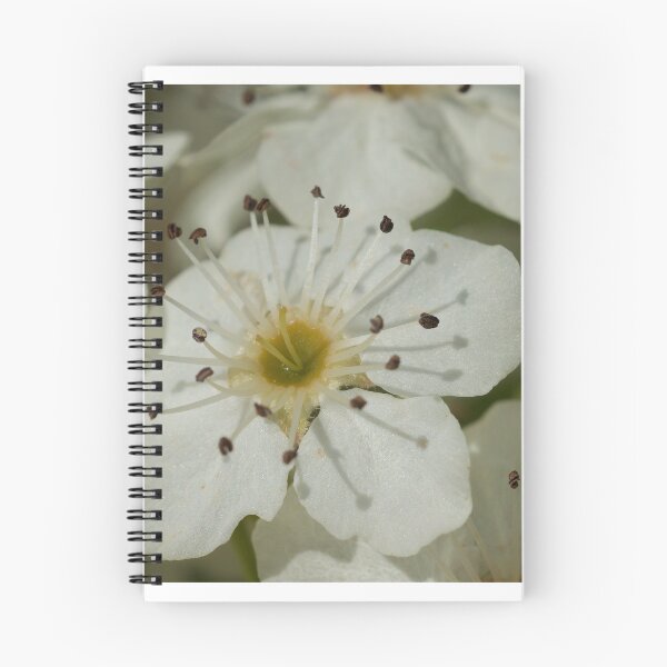 Item preview, Blossom  designed and sold by D-GaP.