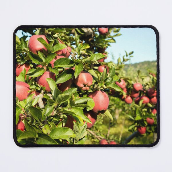 Item preview, Red Delicious Apple Tree Okanagan Valley designed and sold by Kevin Miller Photography.