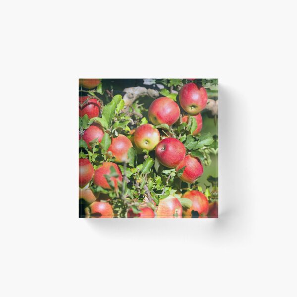 Item preview, Gala Apple Tree Orchard Okanagan Valley designed and sold by Kevin Miller Photography.