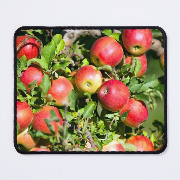 Item preview, Gala Apple Tree Orchard Okanagan Valley designed and sold by Kevin Miller Photography.