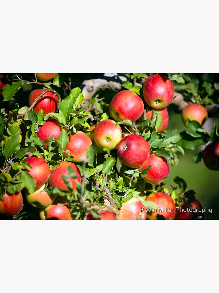"Gala Apple Tree Orchard Okanagan Valley" Sticker for Sale by