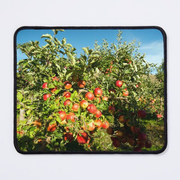 Item preview, Gala Apple Tree Orchard Okanagan Valley designed and sold by Kevin Miller Photography.