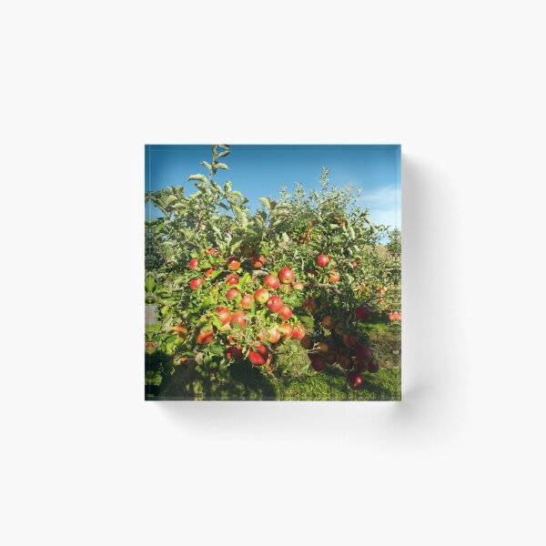 Item preview, Gala Apple Tree Orchard Okanagan Valley designed and sold by Kevin Miller Photography.