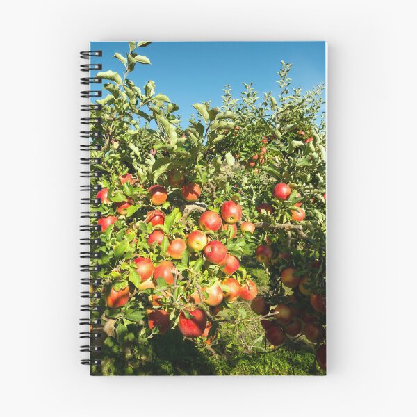 Item preview, Gala Apple Tree Orchard Okanagan Valley designed and sold by Kevin Miller Photography.