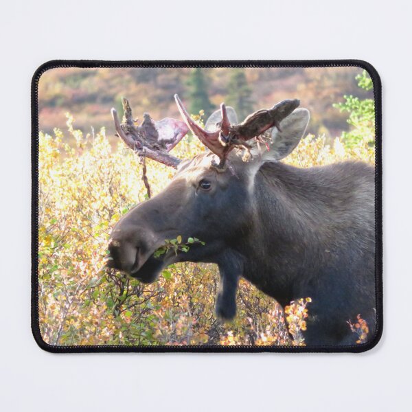 Item preview, Young moose designed and sold by sharkbait83.