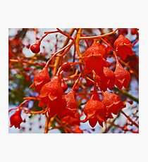 Illawarra Flame Tree Flowers Photographic Print