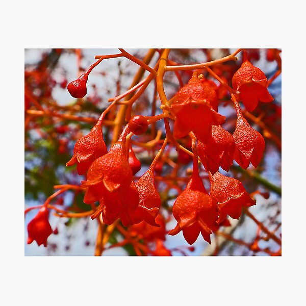 Illawarra Flame Tree Flowers Photographic Print