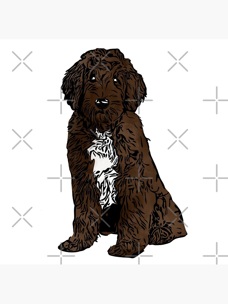 "A Cute Chocolate and white Labradoodle " Poster for Sale by rmcbuckeye