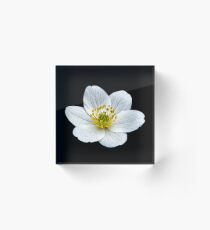 Anemone nemorosa Acrylic Block
