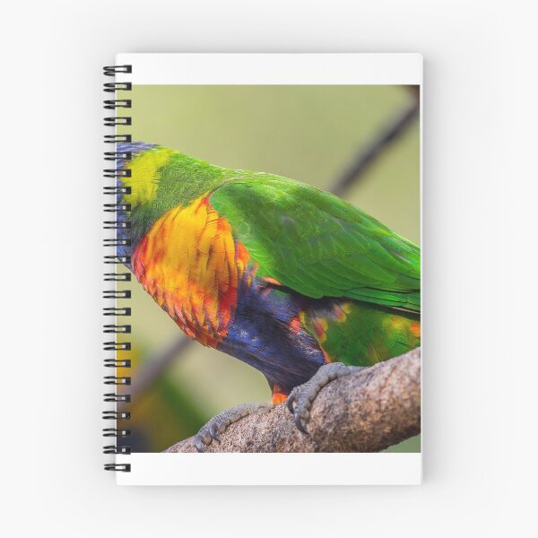 Item preview, Rainbow Lorikeet designed and sold by Peter Rattigan.