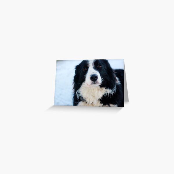 Teddy, Border Collie Greeting Card