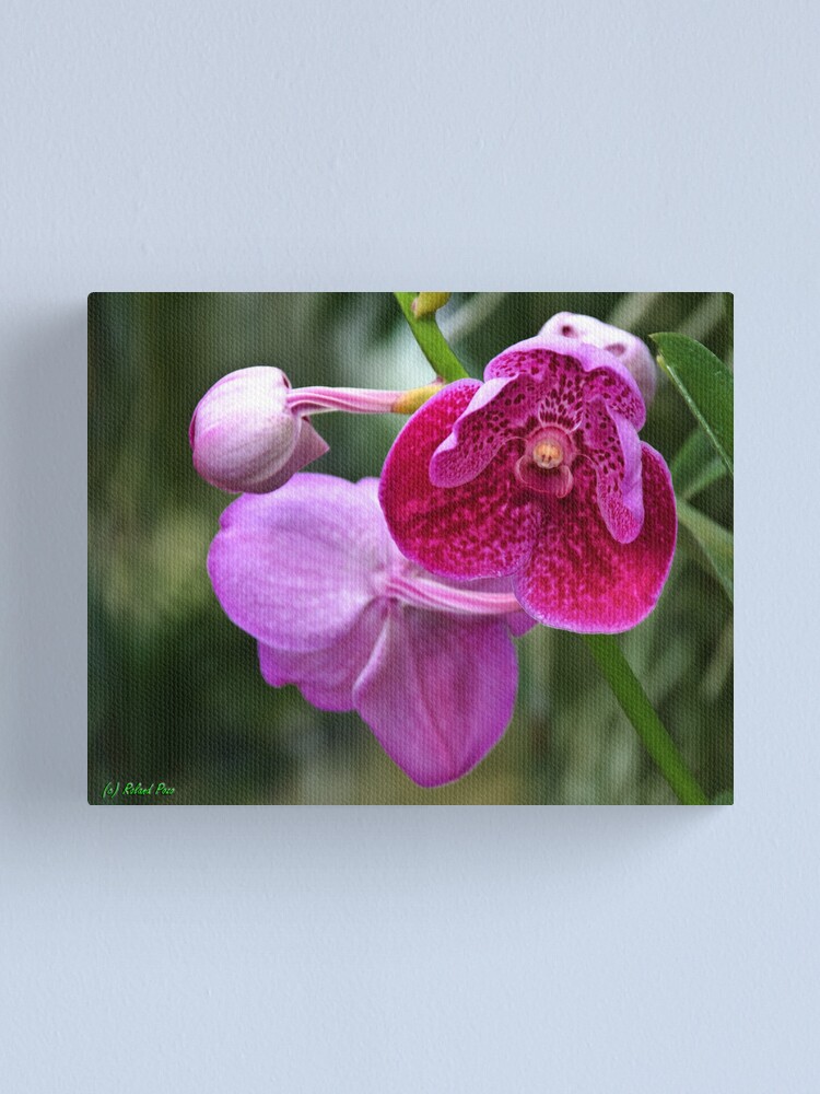 Alternate view of A Star is Born Canvas Print