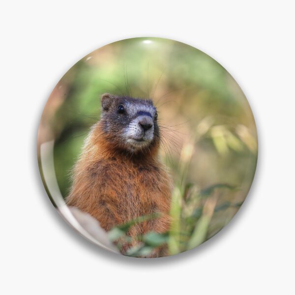 Item preview, Marmot youngster designed and sold by zumi.