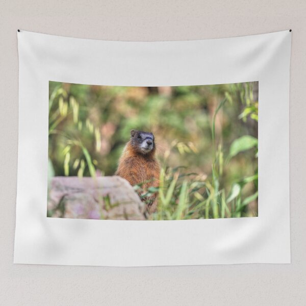 Item preview, Marmot youngster designed and sold by zumi.
