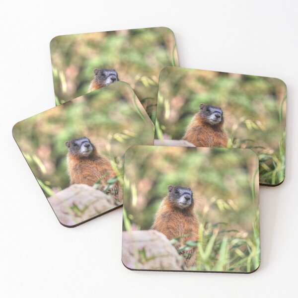 Item preview, Marmot youngster designed and sold by zumi.
