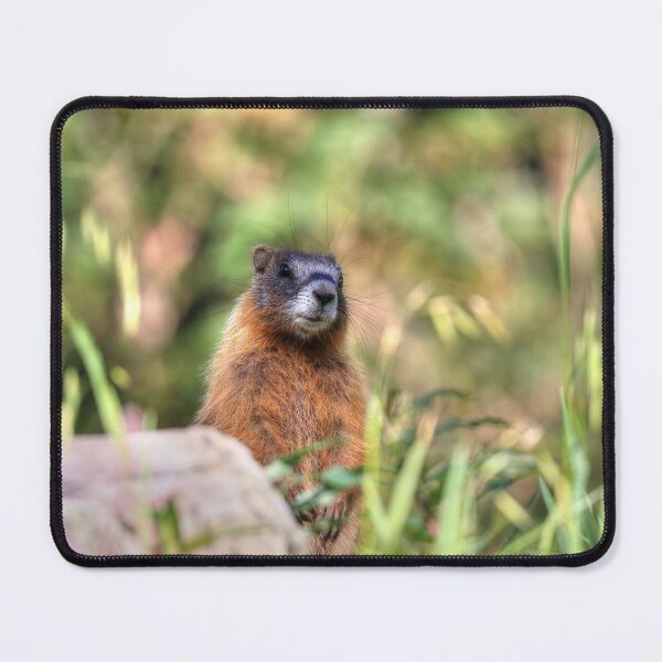 Item preview, Marmot youngster designed and sold by zumi.