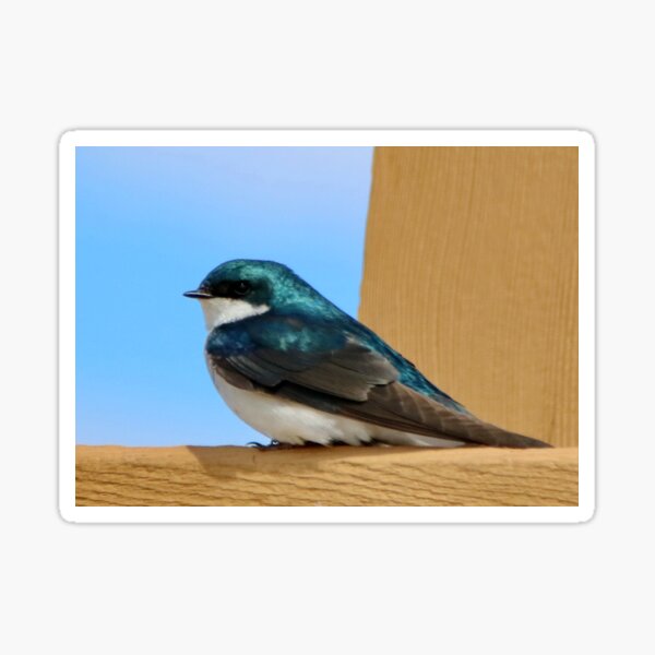 Item preview, Swallow designed and sold by AnnDixon.
