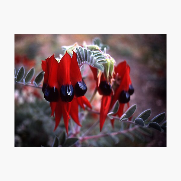 Sturt's Desert Pea Photographic Print
