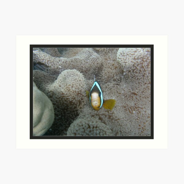 Anemonefish - Clown fish Art Print