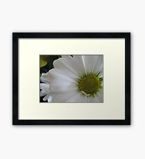 Softness Framed Print