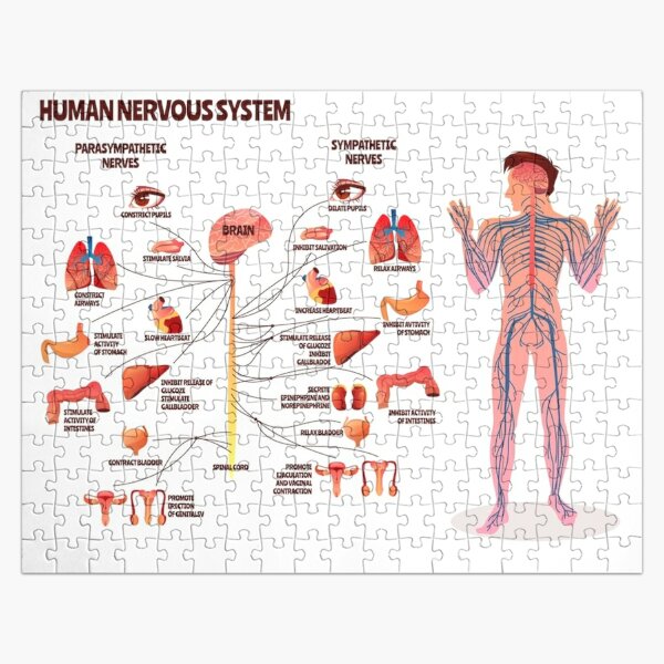 Puzzle for Sale con obra de del sistema nervioso humano» de | Redbubble