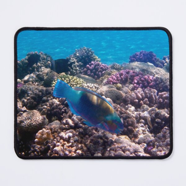 Item preview, Chlorurus Sordidus Bullethead Parrotfish designed and sold by hurmerinta.