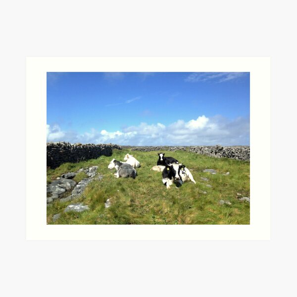Cows on Inisheer Art Print