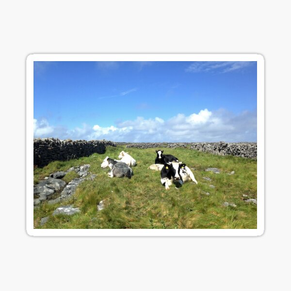 Cows on Inisheer Sticker