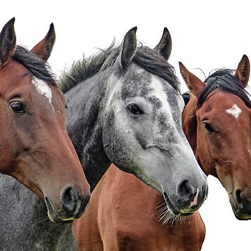 Artwork thumbnail, Last Horses. by MICKSPIKS